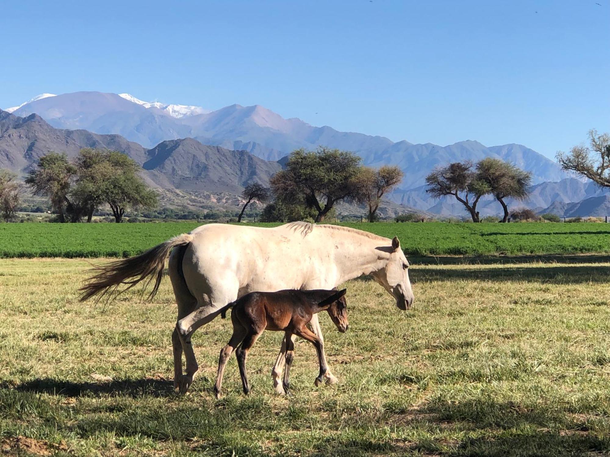 Estancia Banda Grande - Horse & Hiking Safaris Molinos Ngoại thất bức ảnh
