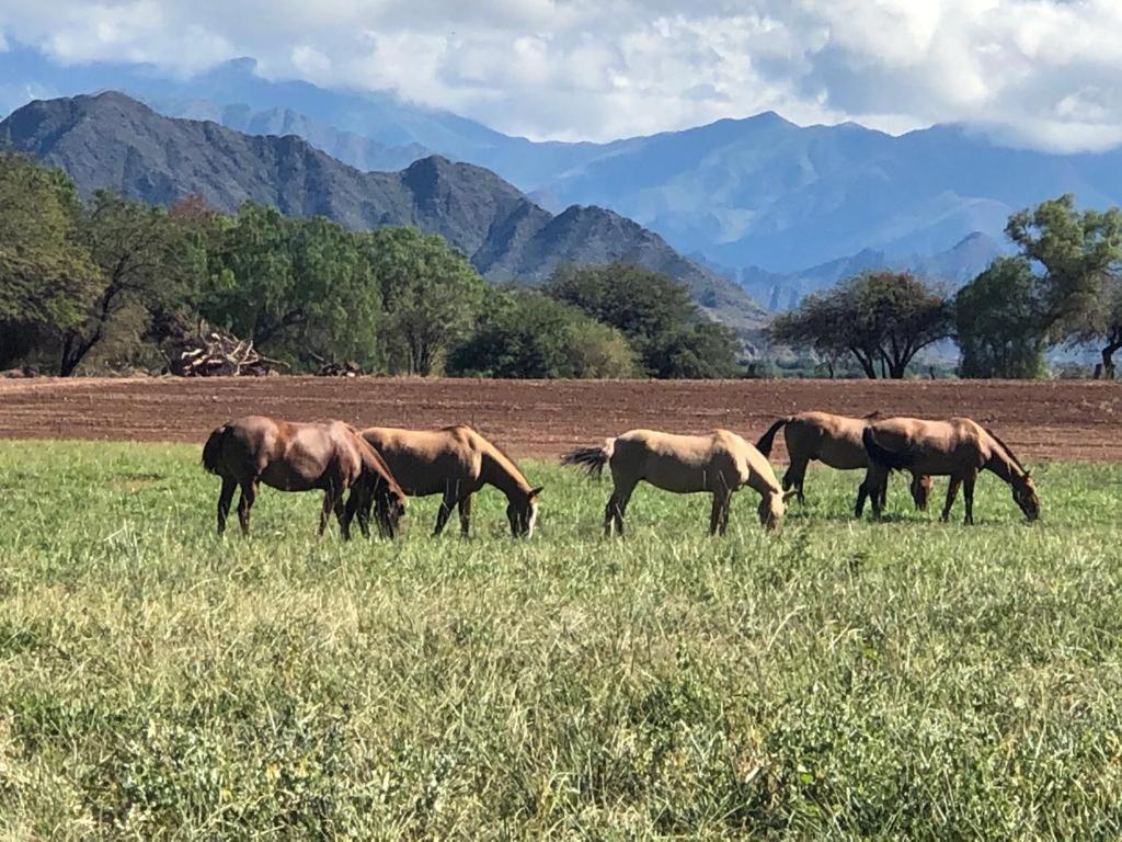 Estancia Banda Grande - Horse & Hiking Safaris Molinos Ngoại thất bức ảnh